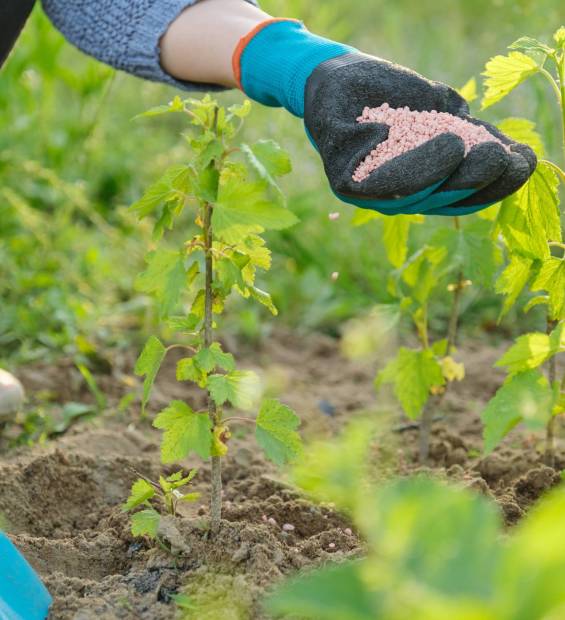 Granules fertilizer in hands of woman gardener. Spring work in garden, fertilizing plants, decorative, berry bushes