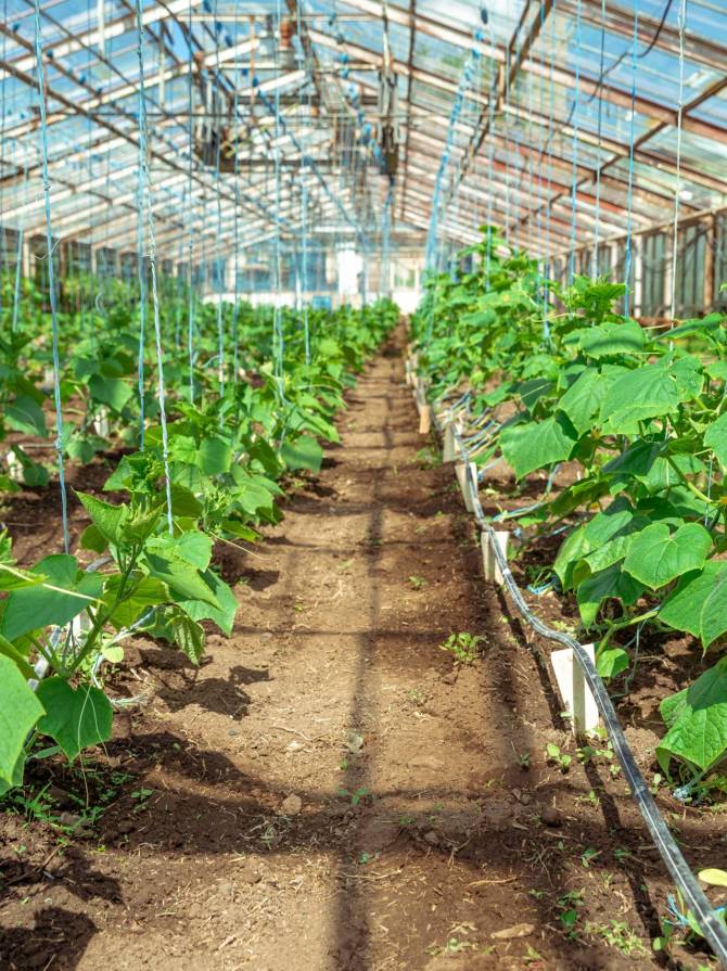 cucumbers growing in a greenhouse, healthy vegetables without pesticide, organic product.